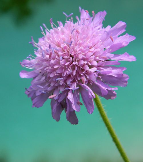 fioriture...di primavera